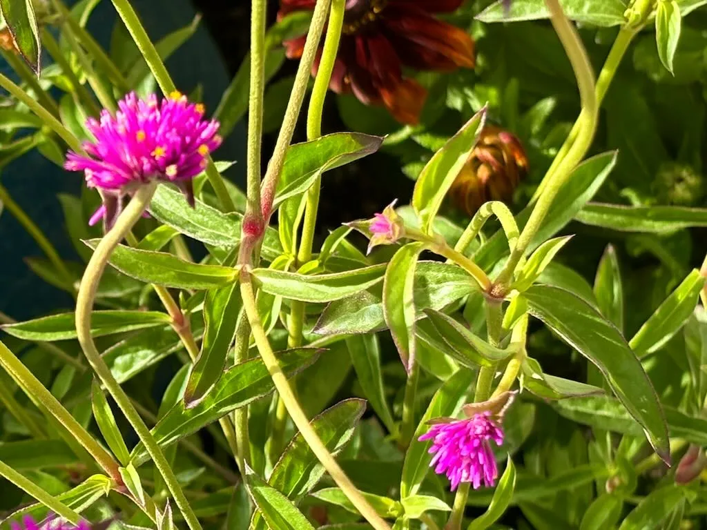 Gomphrena Fireworks-1_result - Online Flower Garden Gomphrena'Fireworks'
