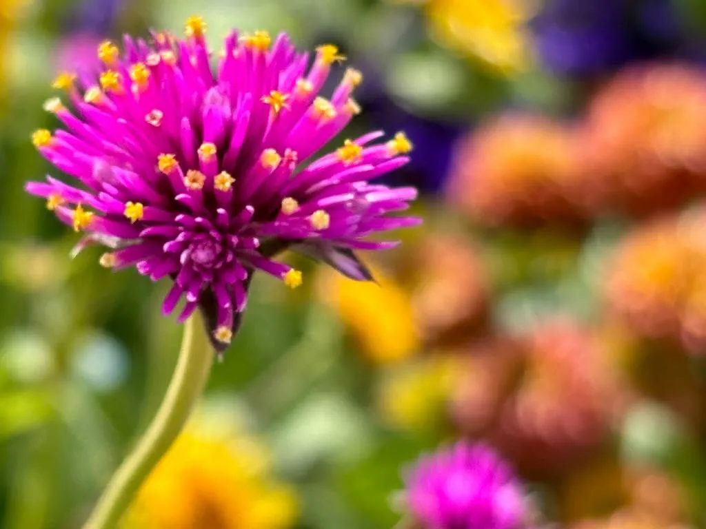 Gomphrena Fireworks_result - Online Flower Garden Gomphrena 'Fireworks'