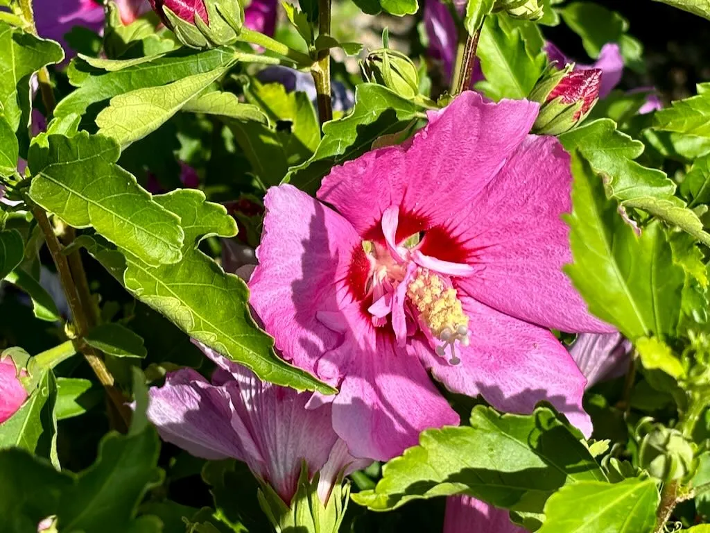 Hibiscus Chateau dAmboise-1_result - Online Flower Garden Hibiscus 'Chateau™ d'Amboise'