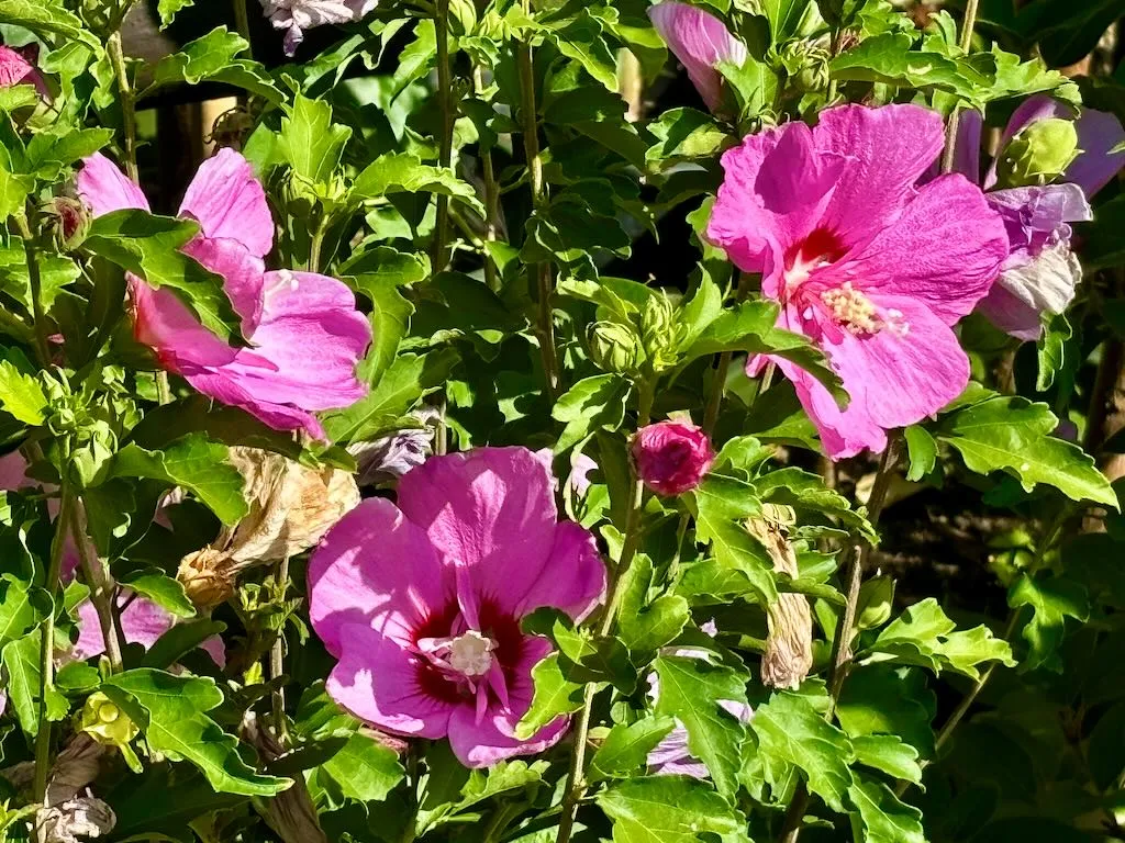 Hibiscus Chateau dAmboise_result - Online Flower Garden Hibiscus'Chateau™ d'Amboise'