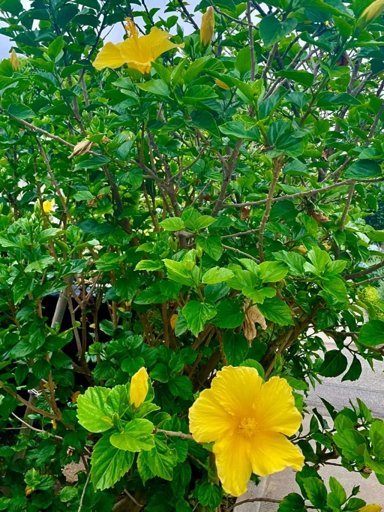 Hibiscus rosa-sinensis Fort Myers_result - Online Flower Garden Hibiscus rosa-sinensis'Fort Myers'