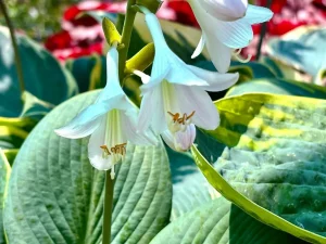 Hosta sieboldiana 'Frances Williams'