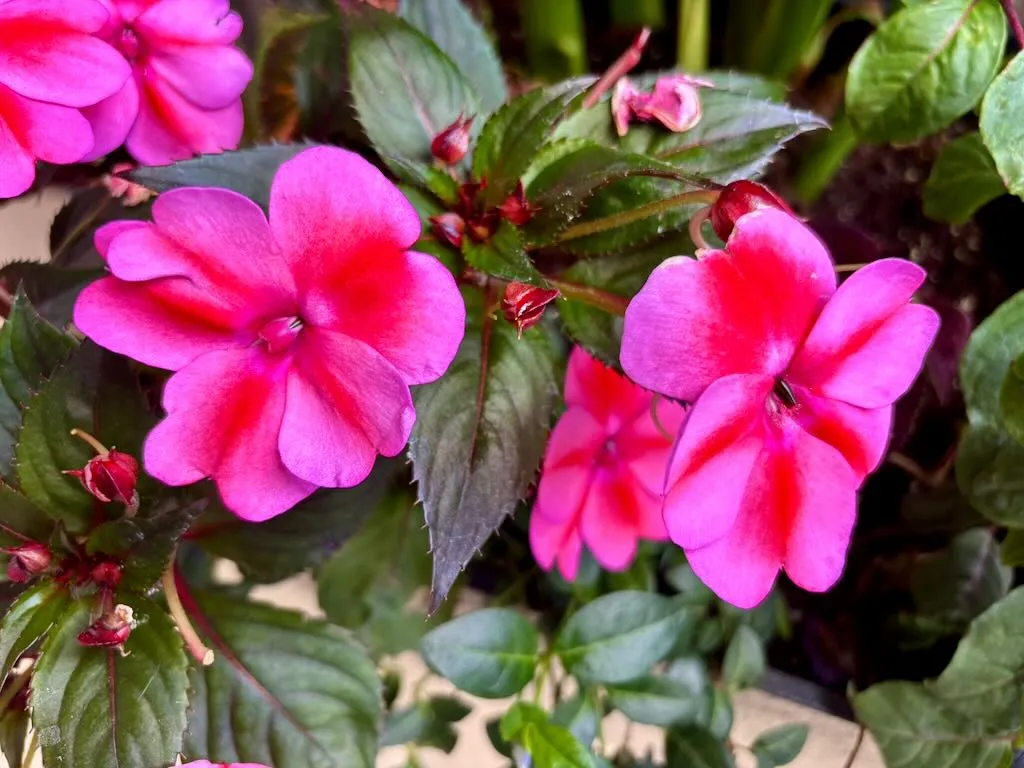 Impatiens Harmony® 'Fuchsia Cream'