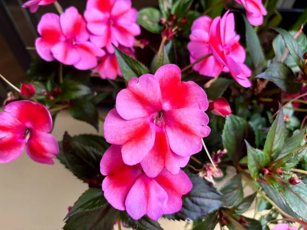 Impatiens Harmony®'Fuchsia Cream'