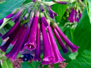Iochroma cyanea 'Mr. Plum'
