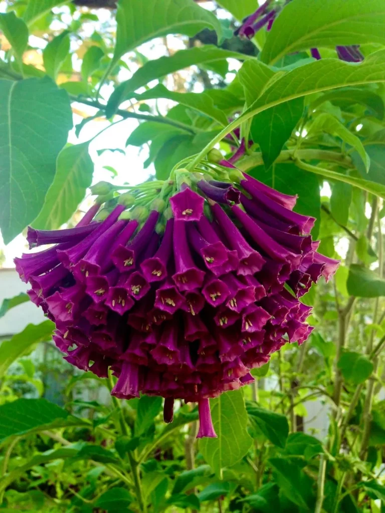Iochroma cyanea'Mr. Plum'