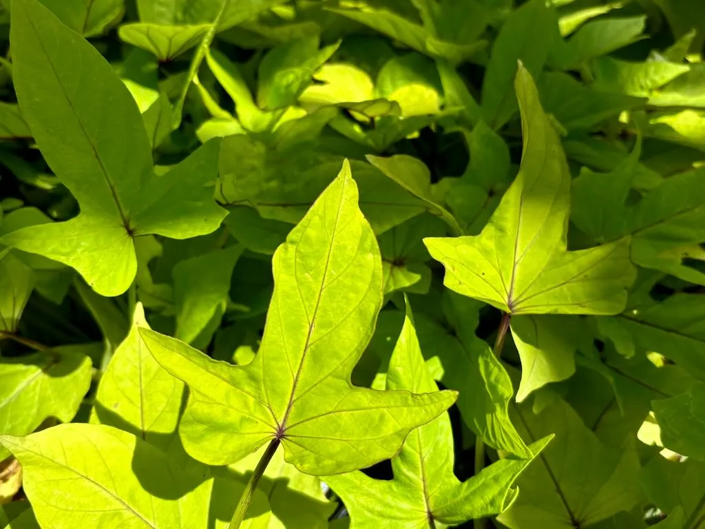 Ipomoea batatas'FloraMia Limon Wedge'