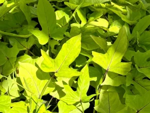 Ipomoea batatas 'FloraMia Limon Wedge'