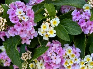 Lantana 'Little Lucky™ Lavender'