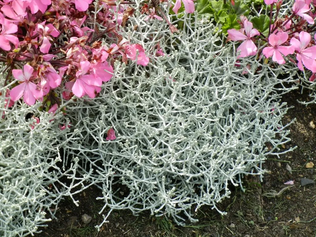 Leucophyta brownii Whimsy Silver-1_result - Online Flower Garden Leucophyta brownii'Whimsy Silver'