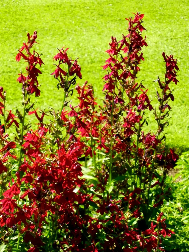 Lobelia Fan Burgundy-1_result - Online Flower Garden Lobelia'Fan® Burgundy'