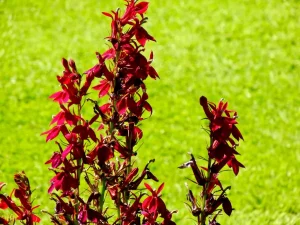 Lobelia 'Fan® Burgundy'