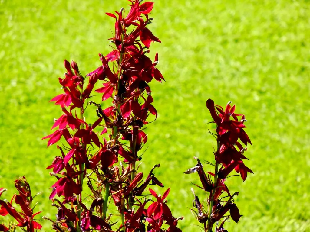 Lobelia Fan Burgundy_result - Online Flower Garden Lobelia 'Fan® Burgundy'