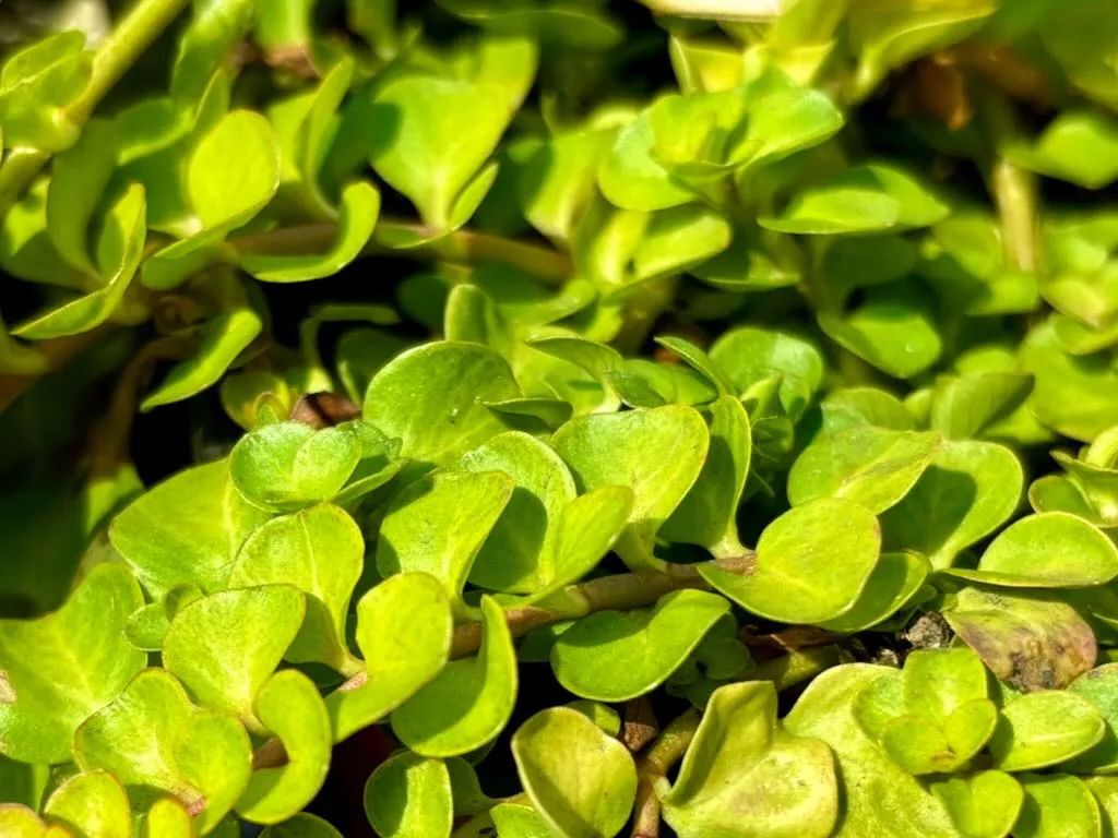Lysimachia nummularia or Creeping Jenny