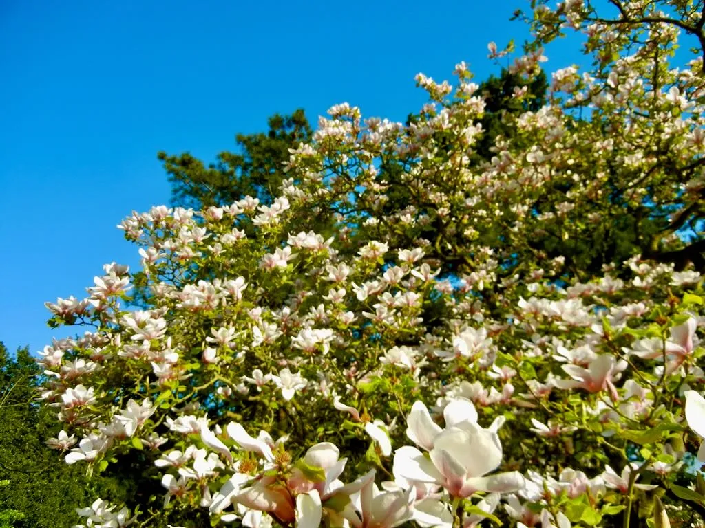 Magnolia ‘Rustica Rubra’