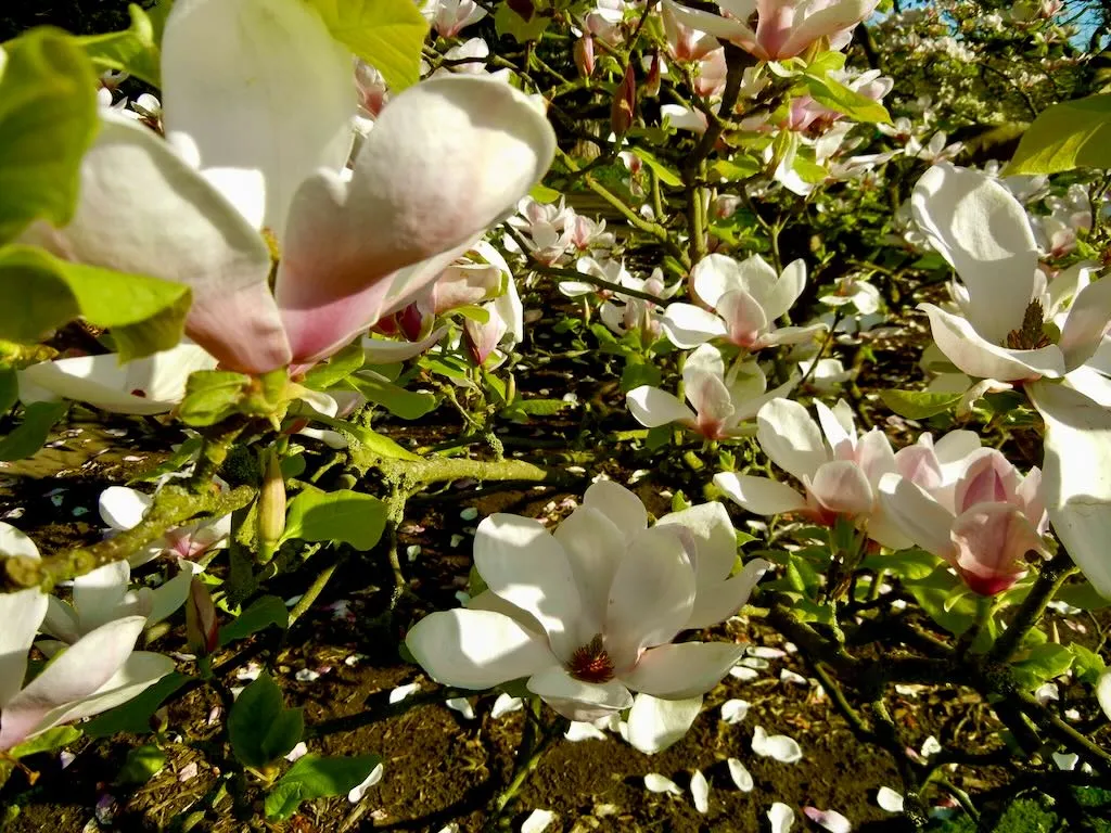 Magnolia ‘Rustica Rubra’