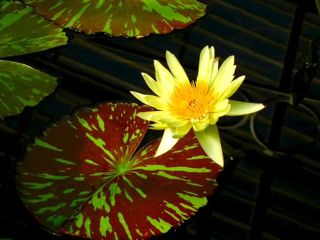 Nymphaea Camembert-1_result - Online Flower Garden Nymphaea ‘Camembert’
