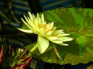 Nymphaea ‘Camembert’