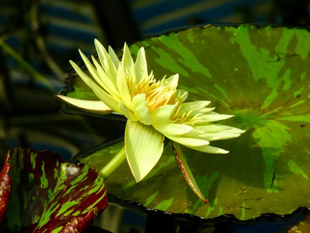 Nymphaea Camembert_result - Online Flower Garden Nymphaea ‘Camembert’