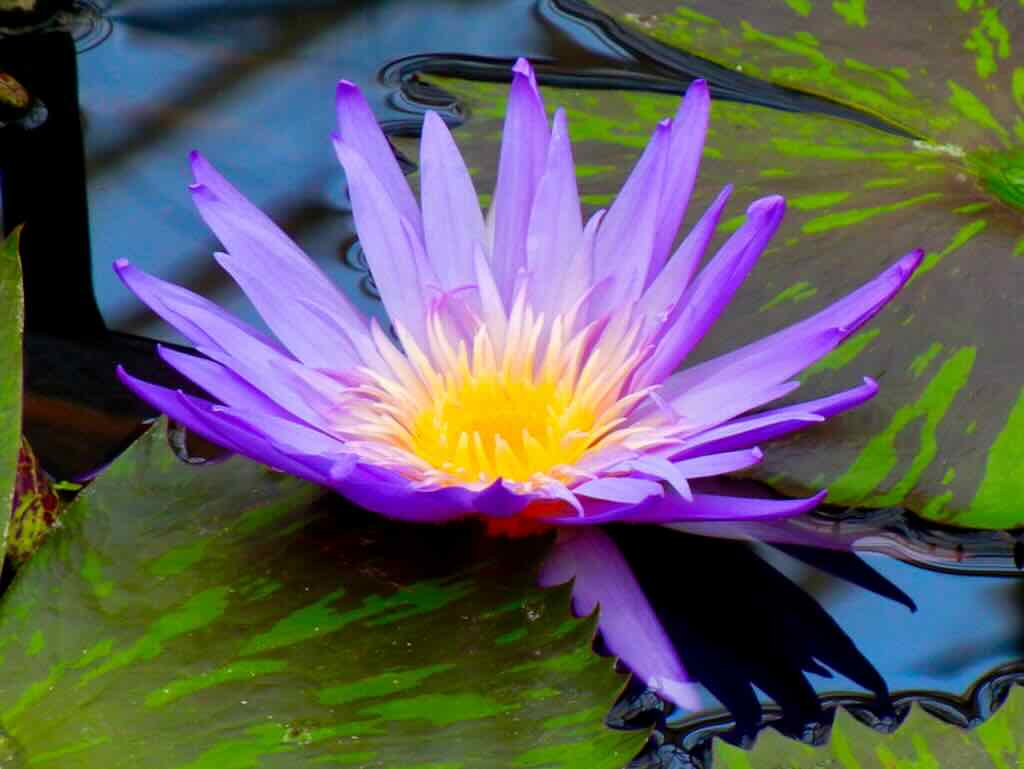 Nymphaea 'Foxfire'
