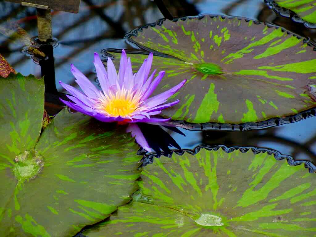Nymphaea'Foxfire'