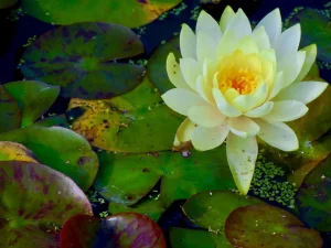 Nymphaea 'Inner Light'