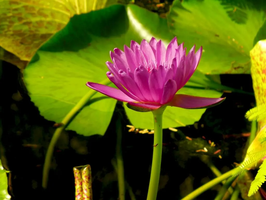Nymphaea Mr Martin E Randig-1_result - Online Flower Garden Nymphaea'Mr. Martin E. Randig'