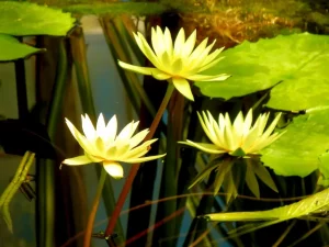 Nymphaea 'St. Louis Gold'
