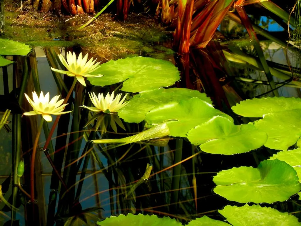 Nymphaea St. Louis Gold_result - Online Flower Garden Nymphaea'St. Louis Gold'