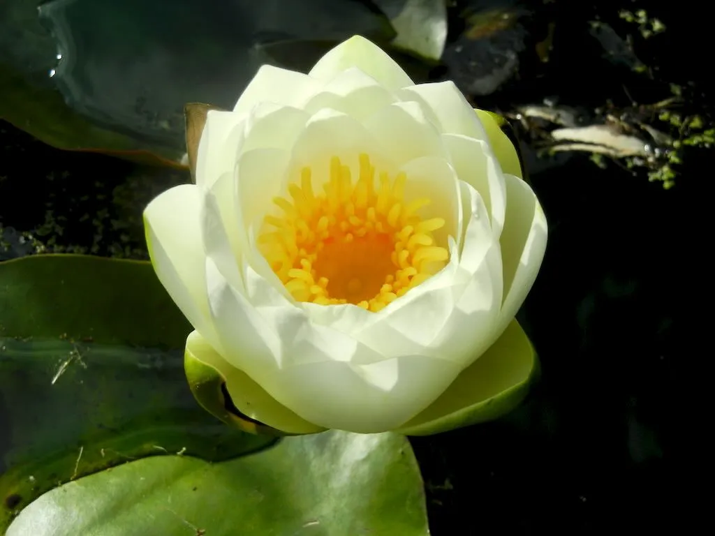 Nymphaea 'Virginalis'