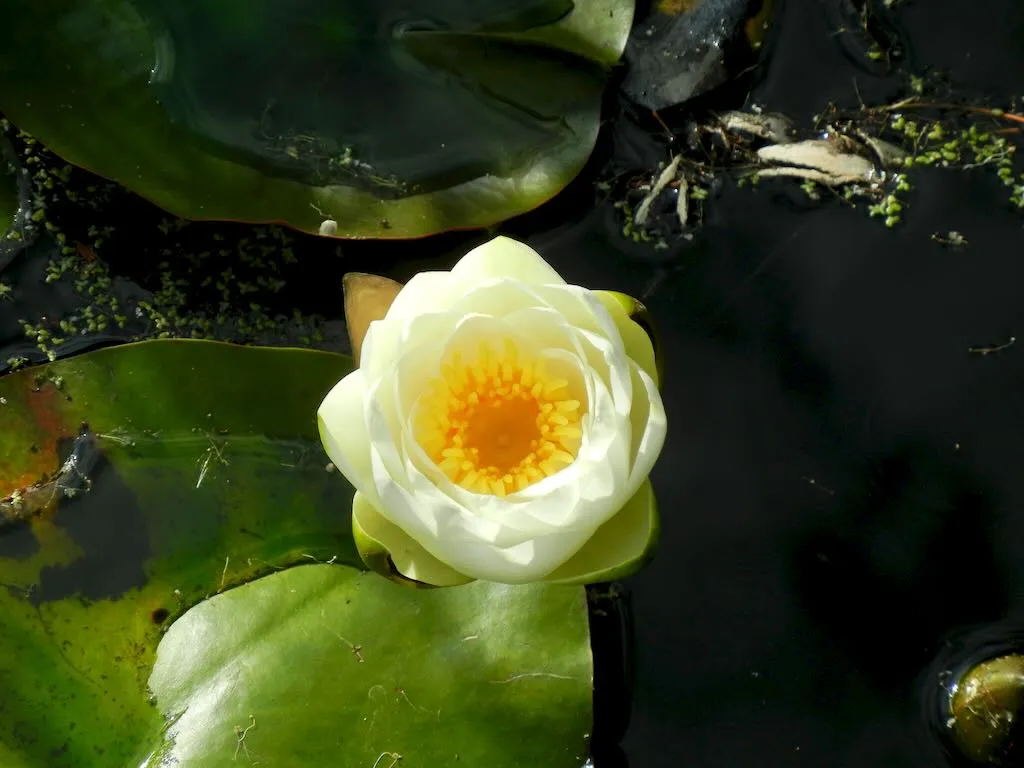 Nymphaea'Virginalis'