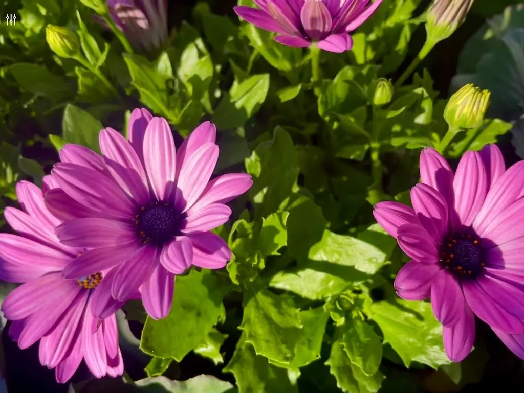 Osteospermum Bright Lights Pink-2_result - Online Flower Garden Osteospermum'Bright Lights™ Pink'