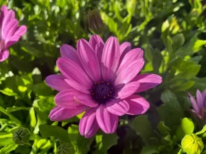 Osteospermum 'Bright Lights™ Pink'