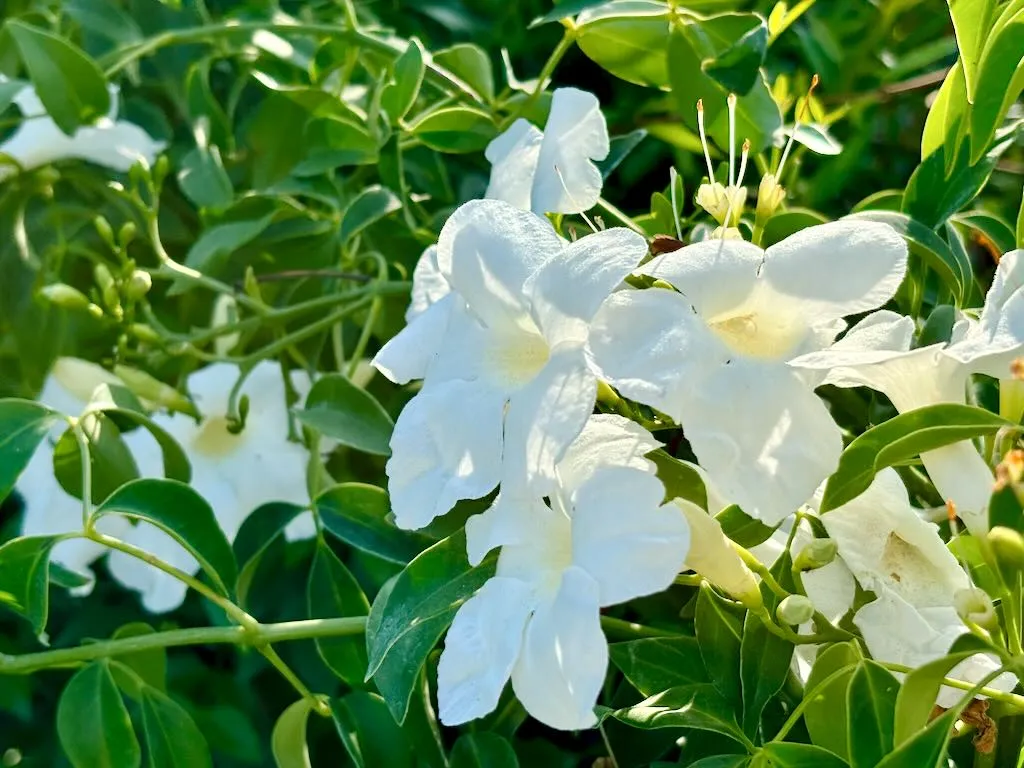 Pandorea jasminoides 'Lady Di'