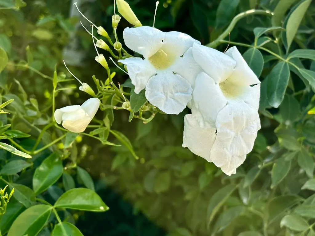 Pandorea jasminoides'Lady Di'
