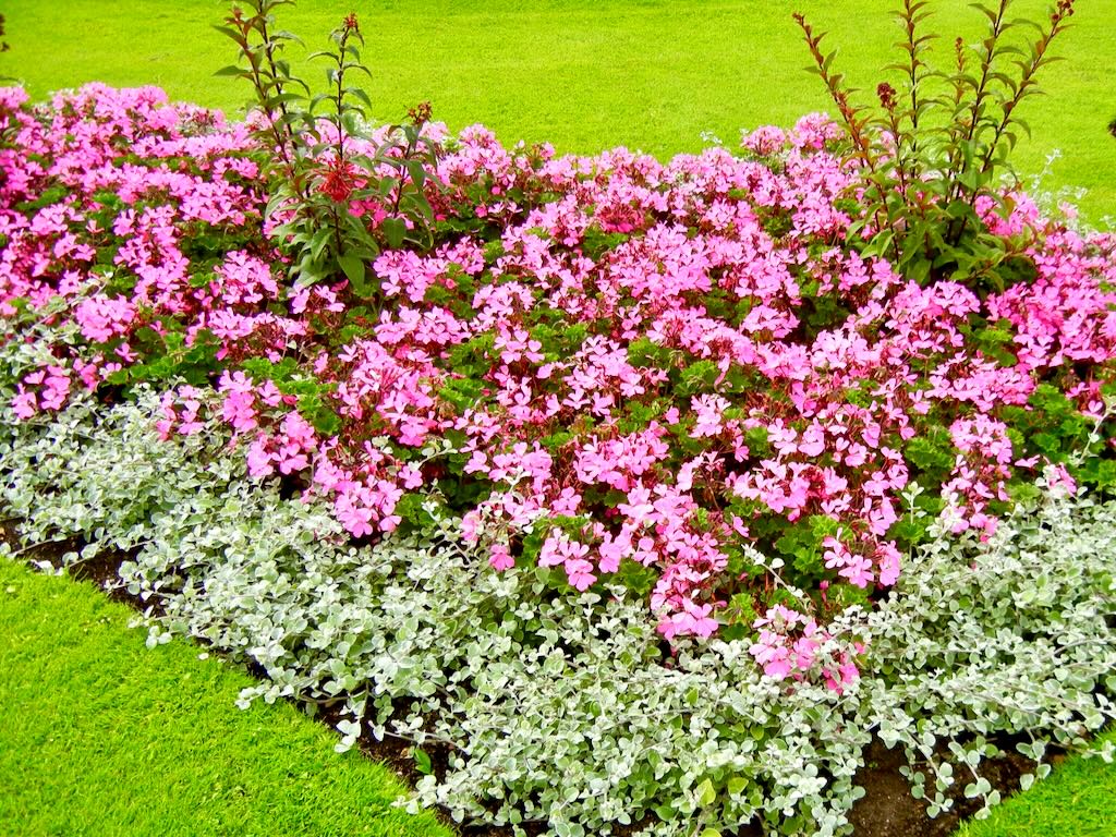Pelargonium Caliente Pink-1 - Online Flower Garden Pelargonium'Caliente® Pink'