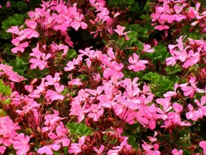 Pelargonium 'Caliente® Pink'
