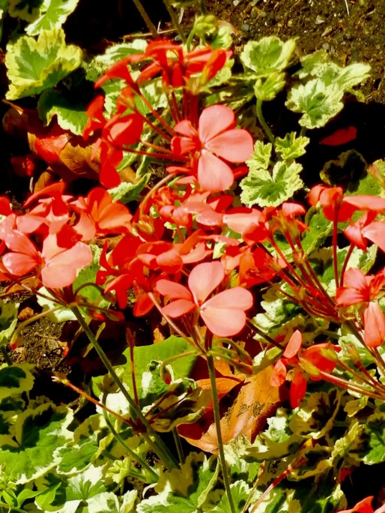 Pelargonium'Flower of Spring'