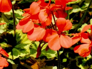Pelargonium 'Flower of Spring'