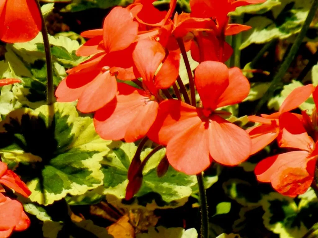 Pelargonium 'Flower of Spring'