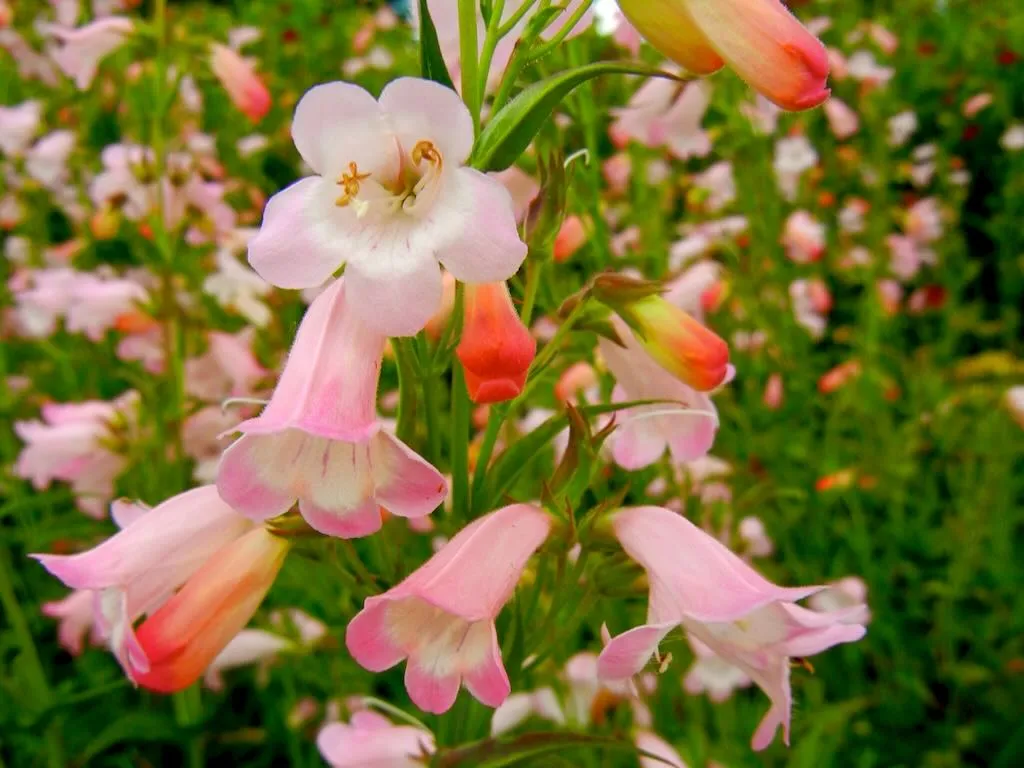 Penstemon ‘Apple Blossom’