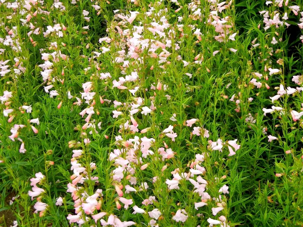 Penstemon ‘Apple Blossom’