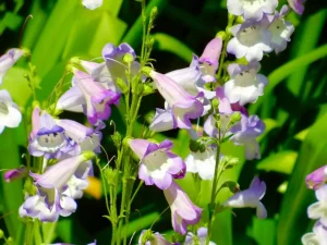 Penstemon 'Pensham Dorothy Wilson'