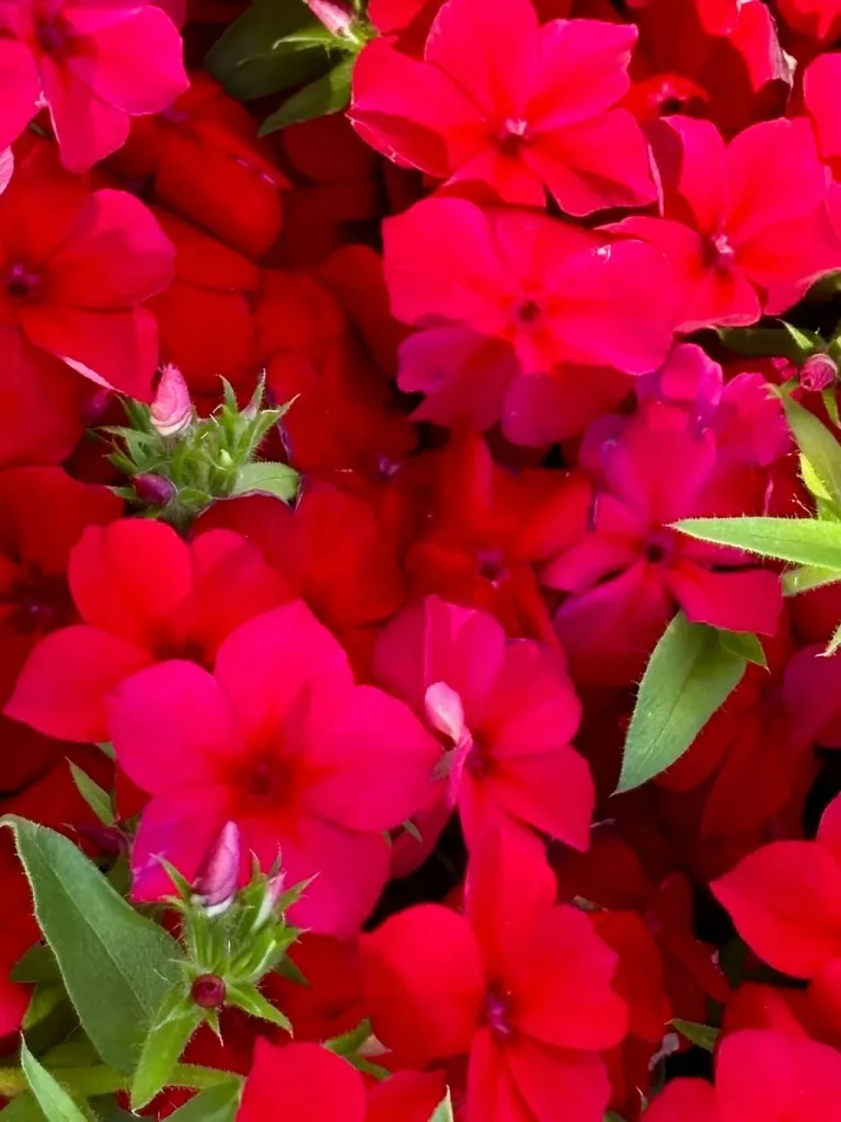 Phlox drummondii'PHLOXSTAR™ Red'