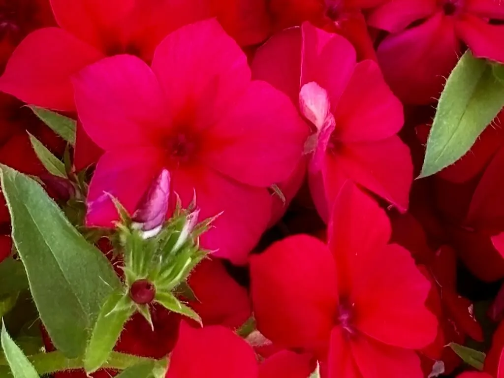 Phlox drummondii 'PHLOXSTAR™ Red'