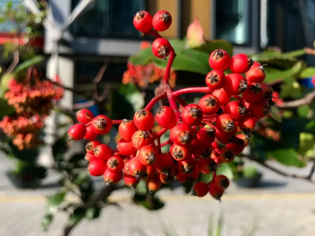 Photinia serratifolia