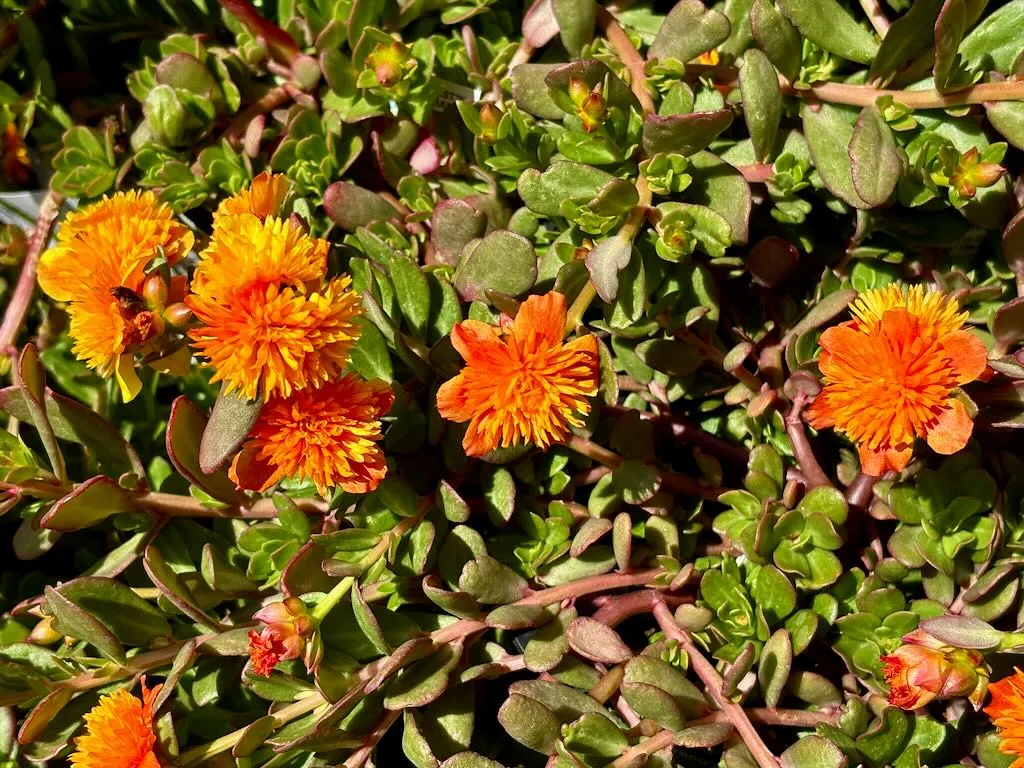 Portulaca ColorBlast Double Orange-1_result - Online Flower Garden Portulaca'ColorBlast Double Orange'