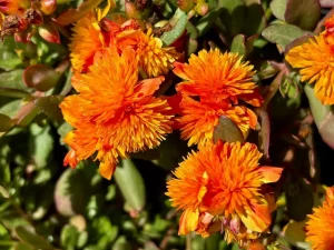 Portulaca 'ColorBlast Double Orange'
