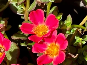 Portulaca 'Cupcake Upright Raspberry'