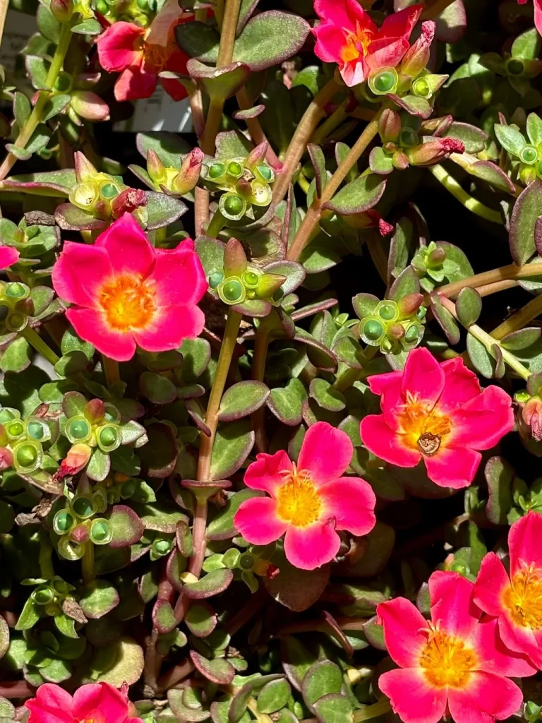 Portulaca Cupcake Upright Raspberry_result - Online Flower Garden Portulaca'Cupcake Upright Raspberry'